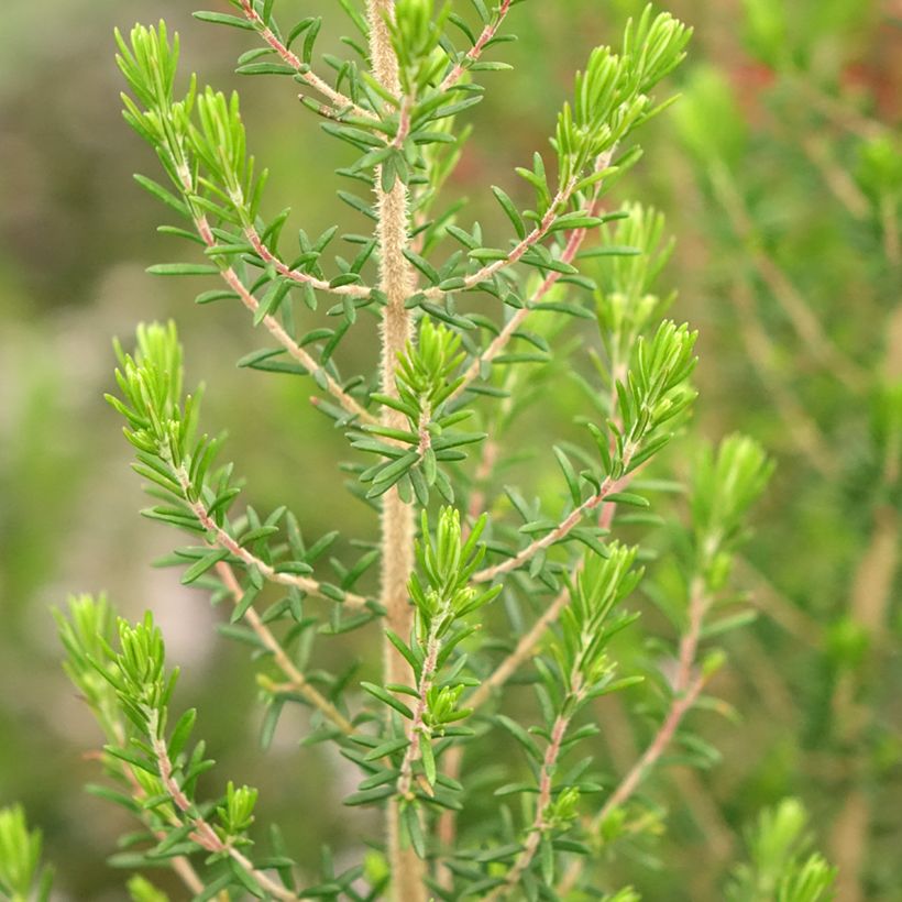 Heidekraut - Erica canaliculata (Laub)