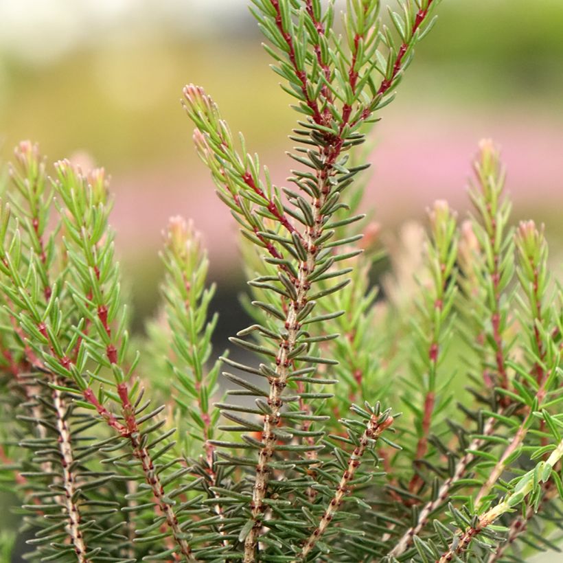 Winterblühende Heide Lea - Erica darleyensis (Laub)
