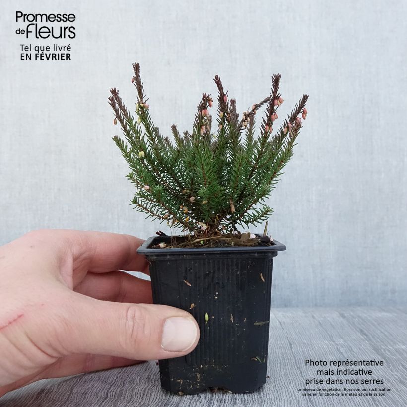 Exemplar von Winterblühende Heide Lea - Erica darleyensis Kleine Töpfe von 8/9 cm wie im Winter geliefert