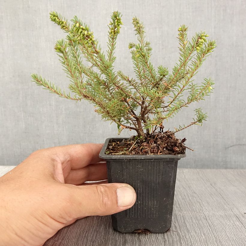 Exemplar von Winterblühende Heide Tyann - Erica darleyensis Kleine Töpfe von 8/9 cm wie im Sommer geliefert