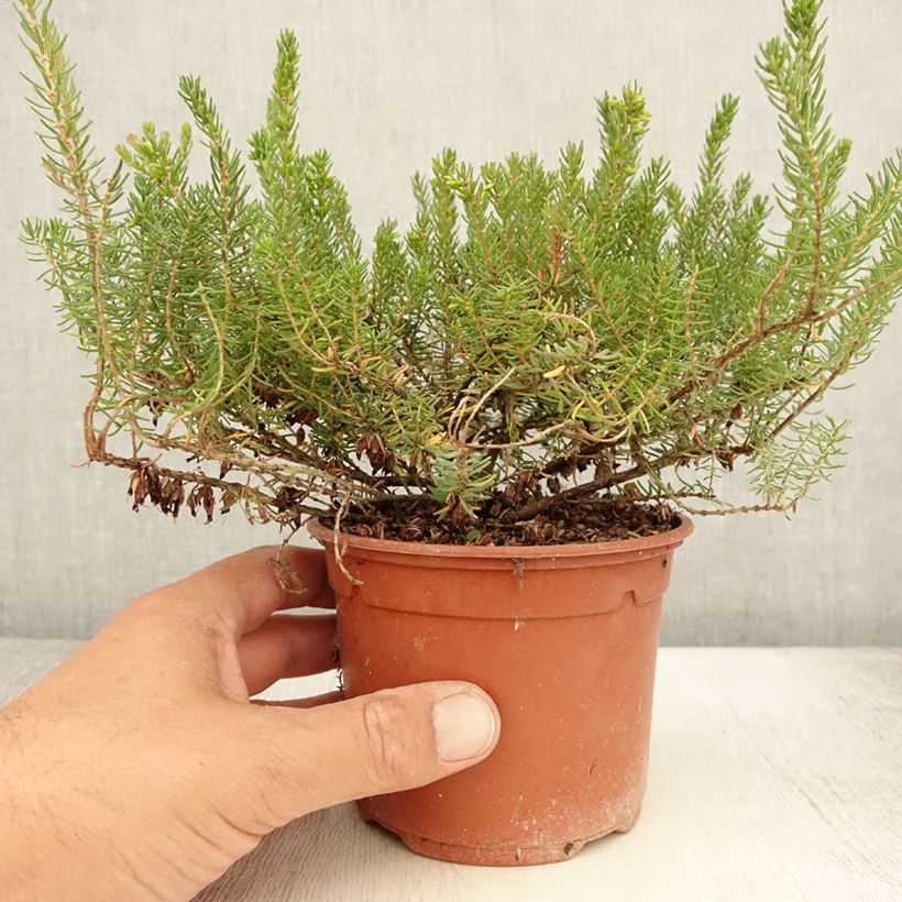 Exemplar von Winterblühende Heide Tyann - Erica darleyensis Topf mit 1L/1,5L wie im Sommer geliefert