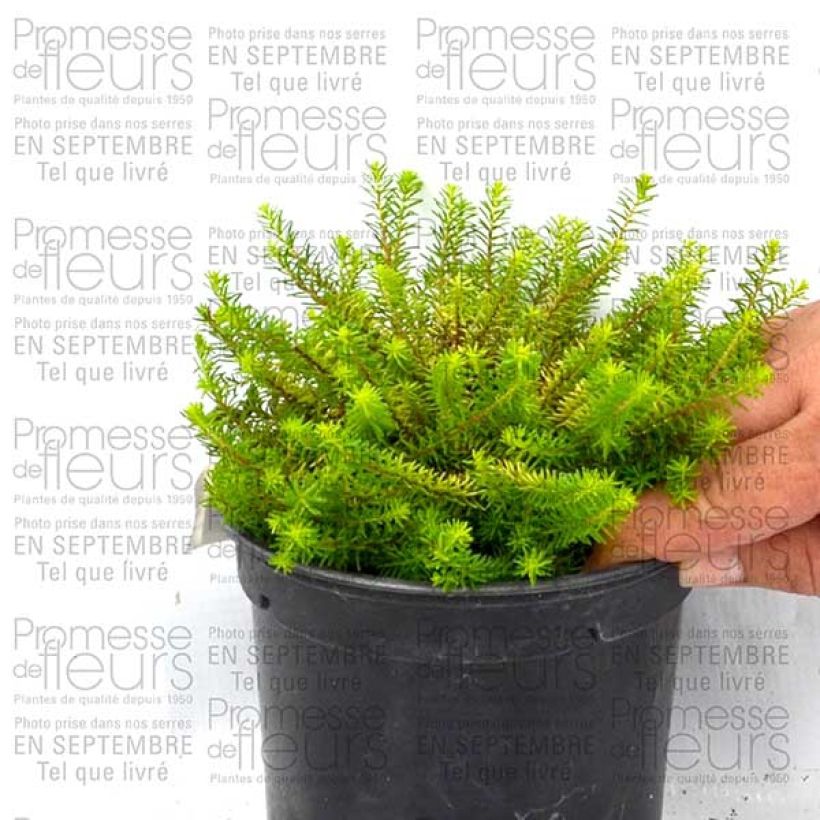 Beispiel eines Exemplars von Winterblühende Heide Eva Gold - Erica darleyensis Topf mit 1,5L/2LGelieferte Höhe ca. 10/15cm wie geliefert