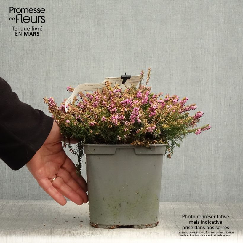Exemplar von Winterblühende Heide Eva Gold - Erica darleyensis Topf mit 3L/4LGelieferte Höhe ca. 20cm wie im Frühjahr geliefert