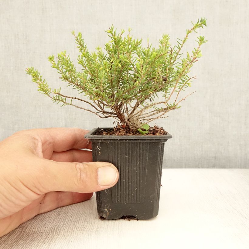 Exemplar von Winterblühende Heide Winter Belles Katia - Erica darleyensis Kleine Töpfe von 8/9 cm wie im Sommer geliefert