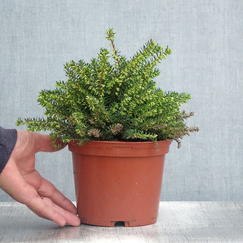 Exemplar von Winterblühende Heide Winter Belles Katia - Erica darleyensis Topf mit 2L/3L wie im Sommer geliefert