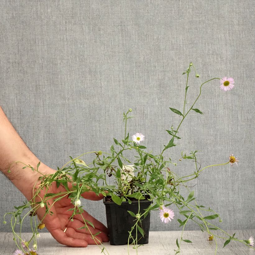 Exemplar von Karwinskis Feinstrahl Lavender Lady - Erigeron karvinskianus Kleine Töpfe von 8/9 cm wie im Sommer geliefert