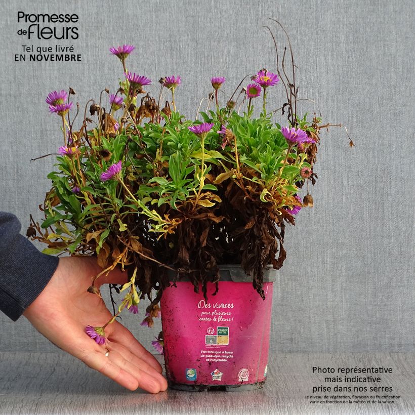 Exemplar von Berufkraut - Erigeron leiomerus Topf mit 2L/3L wie im Herbst geliefert