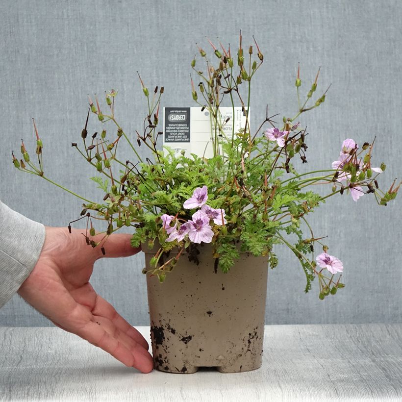 Exemplar von Erodium glandulosum Spanish Eyes - Drüsiger Felsen-Reiherschnabel Topf mit 2L/3L wie im Sommer geliefert