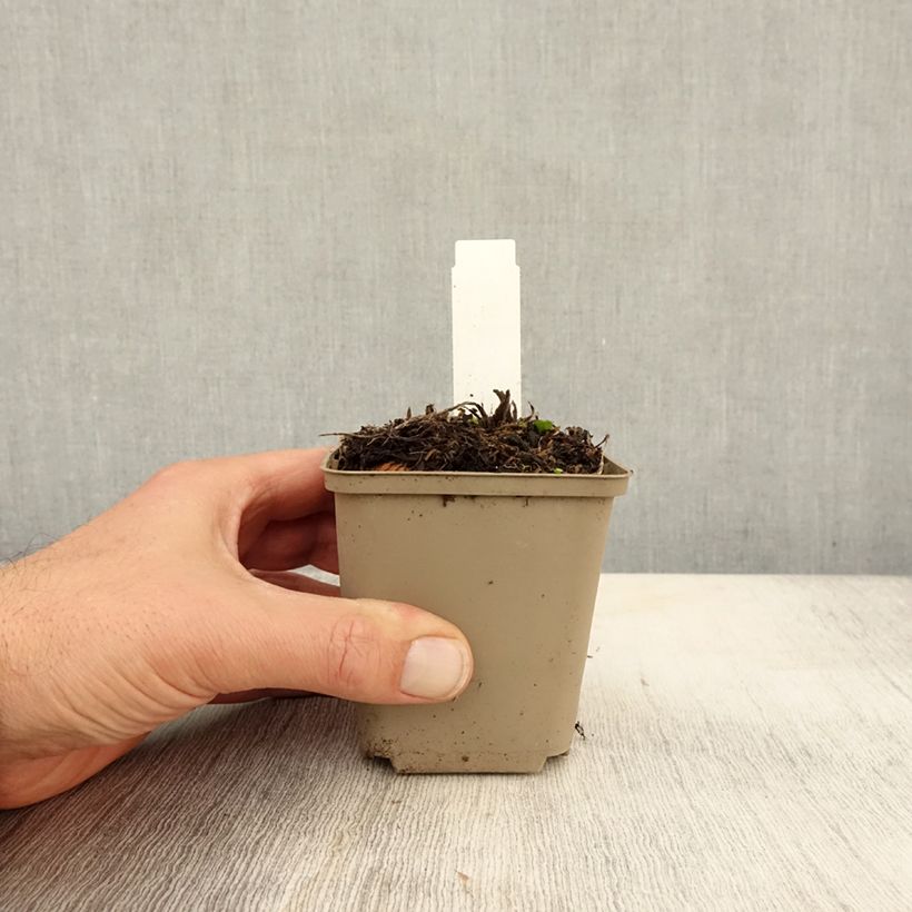 Exemplar von Eryngium zabelii Jos Eijking - Garten-Mannstreu Kleine Töpfe von 8/9 cm wie im Herbst geliefert