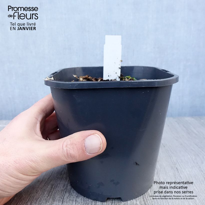 Exemplar von Eryngium maritimum - Strand-Mannstreu Topf mit 2L/3L wie im Winter geliefert