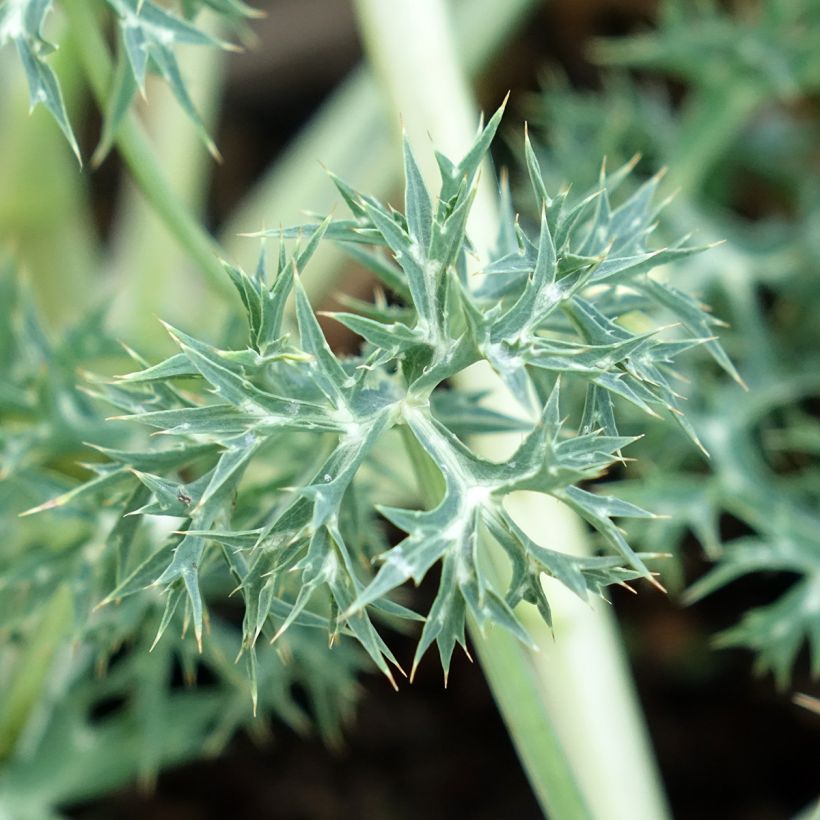 Eryngium bourgatii Pico's Amethyst - Pyrenäen-Mannstreu (Laub)