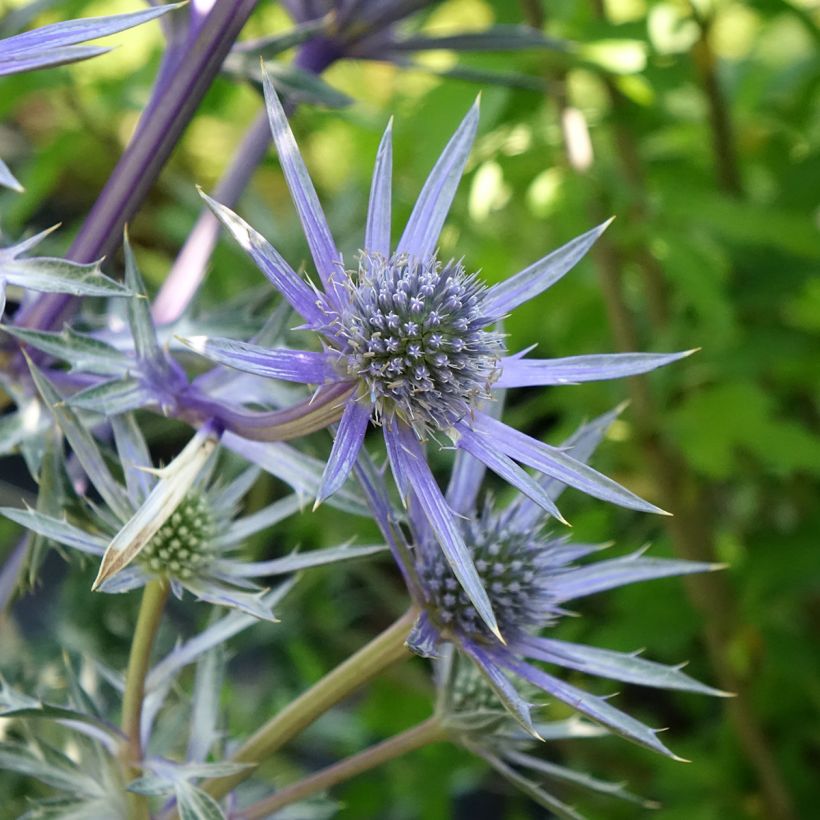 Eryngium bourgatii Pico's Amethyst - Pyrenäen-Mannstreu (Blüte)