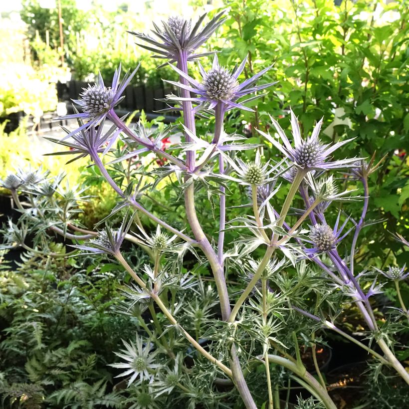 Eryngium bourgatii Pico's Amethyst - Pyrenäen-Mannstreu (Hafen)