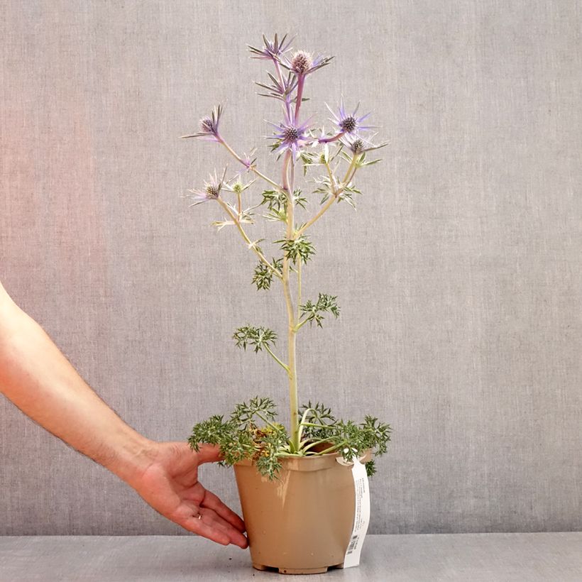 Exemplar von Eryngium bourgatii Pico's Amethyst - Pyrenäen-Mannstreu Topf mit 3L/4L wie im Sommer geliefert
