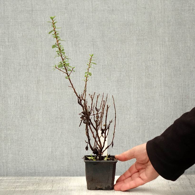 Exemplar von Escallonia compacta Coccinea - Andenstrauch Kleine Töpfe von 8/9 cm wie im Herbst geliefert