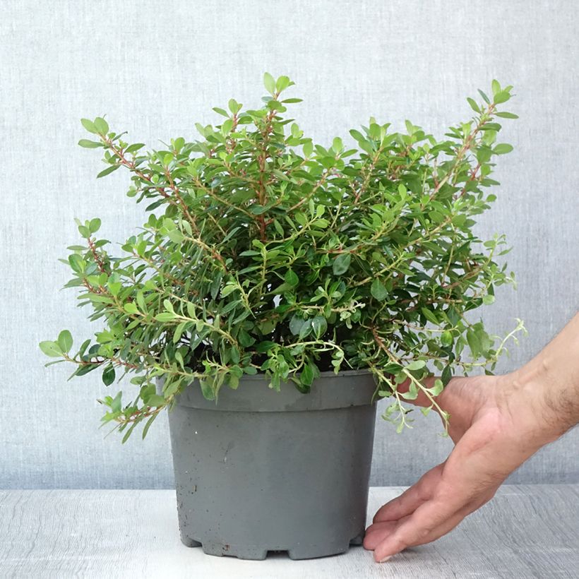 Exemplar von Escallonia Red Dream - Andenstrauch Topf mit 2L/3L wie im Sommer geliefert