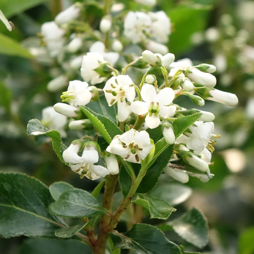 Escallonia Iveyi - Andenstrauch (Blüte)