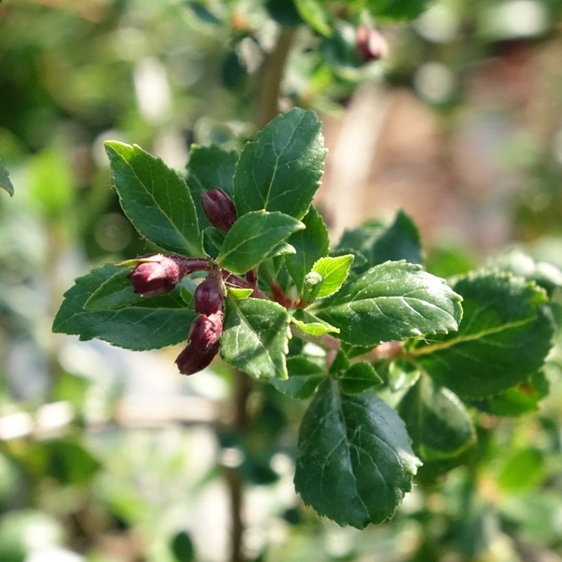 Escallonia Red Elf - Andenstrauch (Laub)