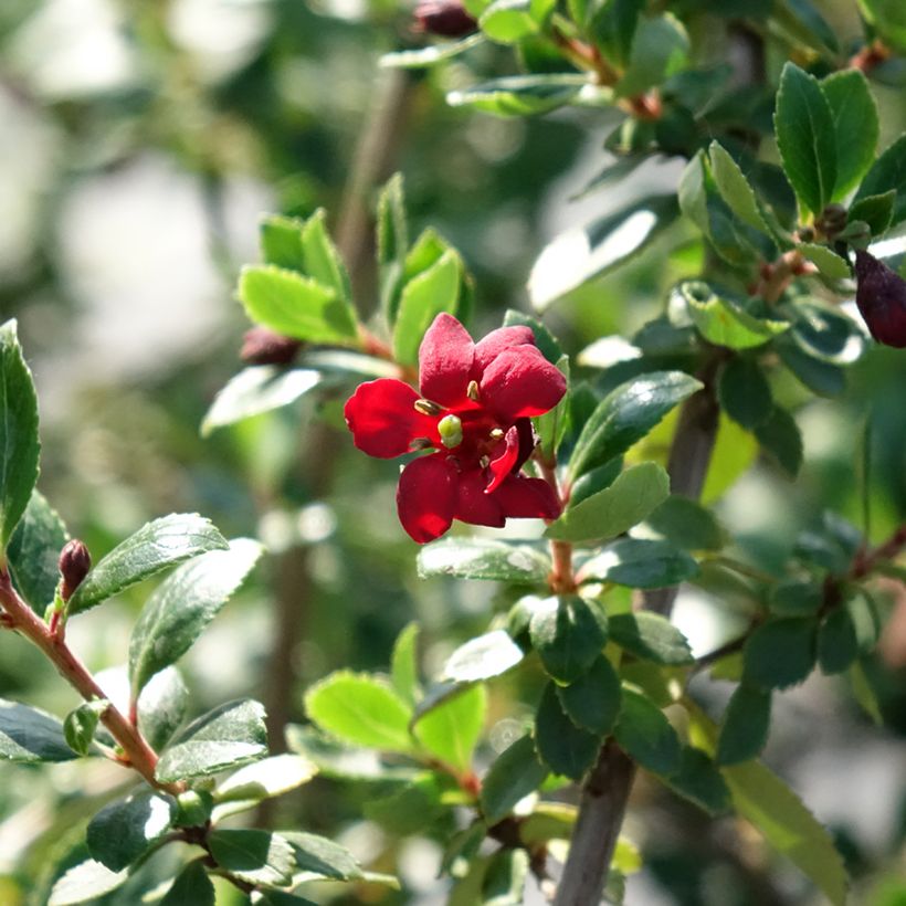 Escallonia Red Elf - Andenstrauch (Blüte)