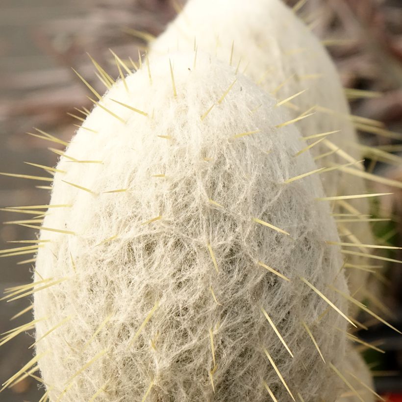 Kaktus - Espostoa churinensis (Laub)