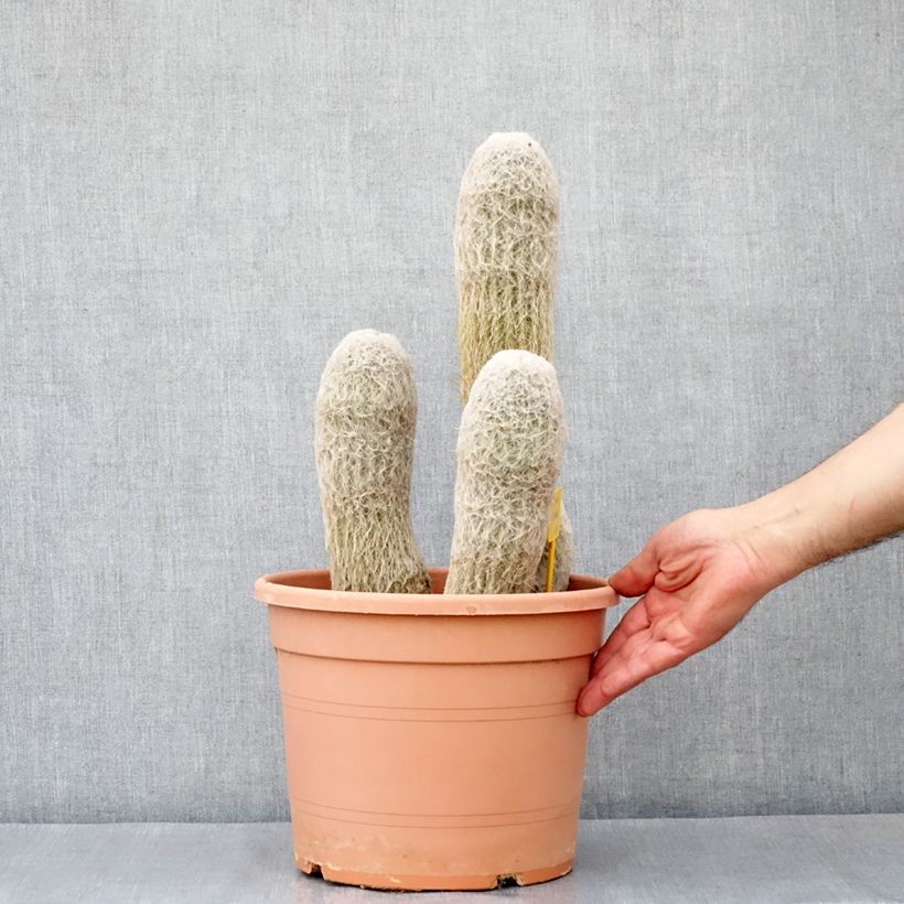 Exemplar von Espostoa churinensis - Cactus cierge - Pot de 7,5L/10L wie im Frühjahr geliefert