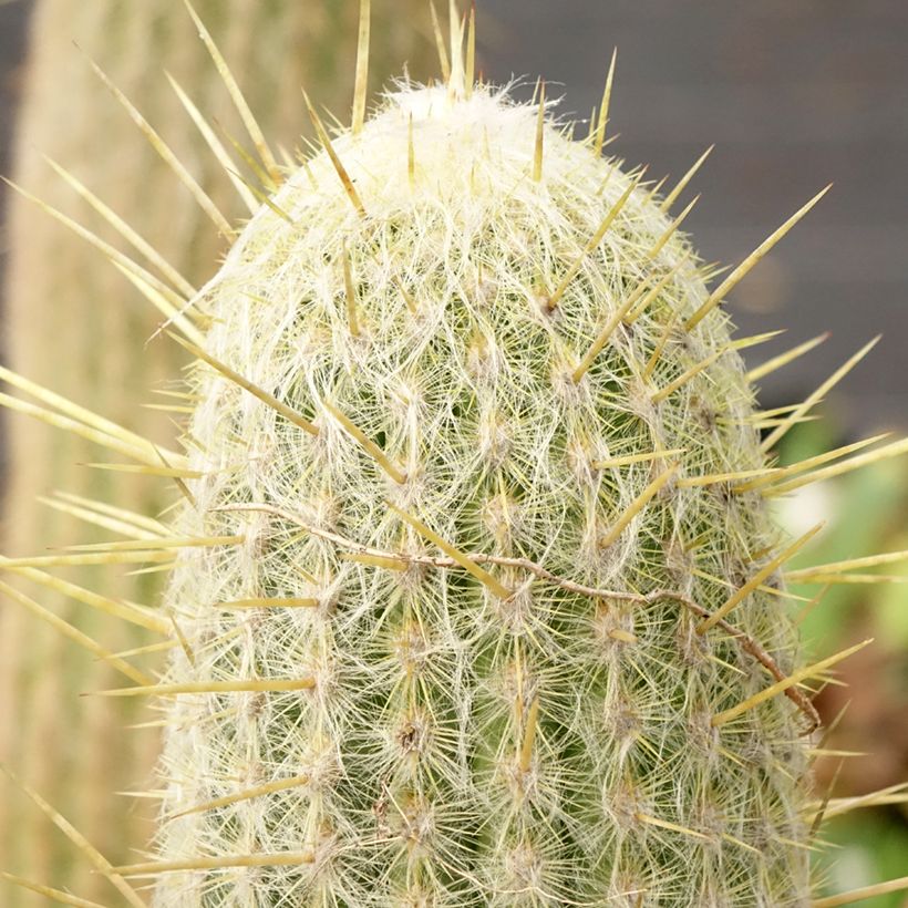 Kaktus - Espostoa lanata (Laub)