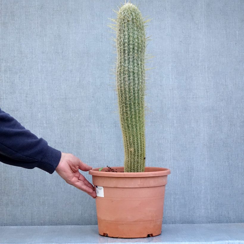 Exemplar von Espostoa lanata - Cactus cierge - Pot de 7,5L/10L wie im Frühjahr geliefert