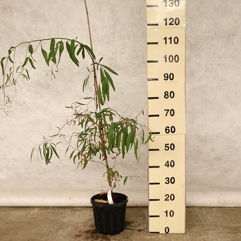Exemplar von Eucalyptus aggregata - Schwarzer Eukalyptus Topf mit 4L/5L wie im Sommer geliefert
