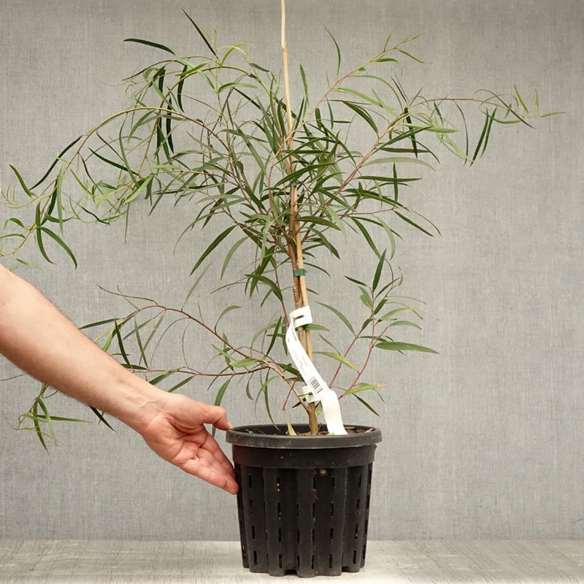 Exemplar von Eucalyptus apiculata Topf mit 4L/5L wie im Sommer geliefert