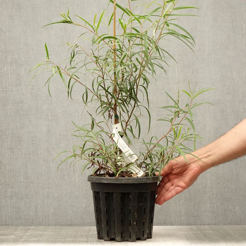 Exemplar von Eucalyptus approximans Topf mit 4L/5L wie im Sommer geliefert