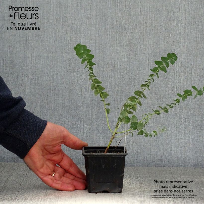 Exemplar von Eucalyptus pulverulenta Baby Blue Kleine Töpfe von 8/9 cm wie im Herbst geliefert