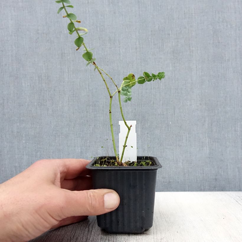 Exemplar von Eucalyptus pulverulenta Baby Blue Kleine Töpfe von 8/9 cm wie im Frühjahr geliefert