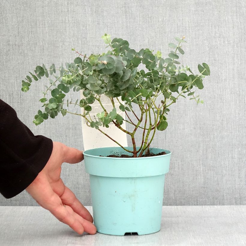 Exemplar von Eucalyptus pulverulenta Baby Blue Topf mit 1,5L/2L wie im Winter geliefert