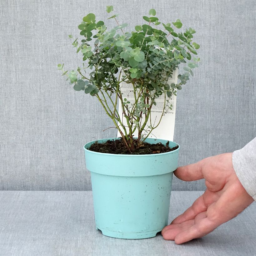 Exemplar von Eucalyptus pulverulenta Baby Blue Topf mit 1,5L/2LGelieferte Höhe ca. 15/20cm wie im Frühjahr geliefert