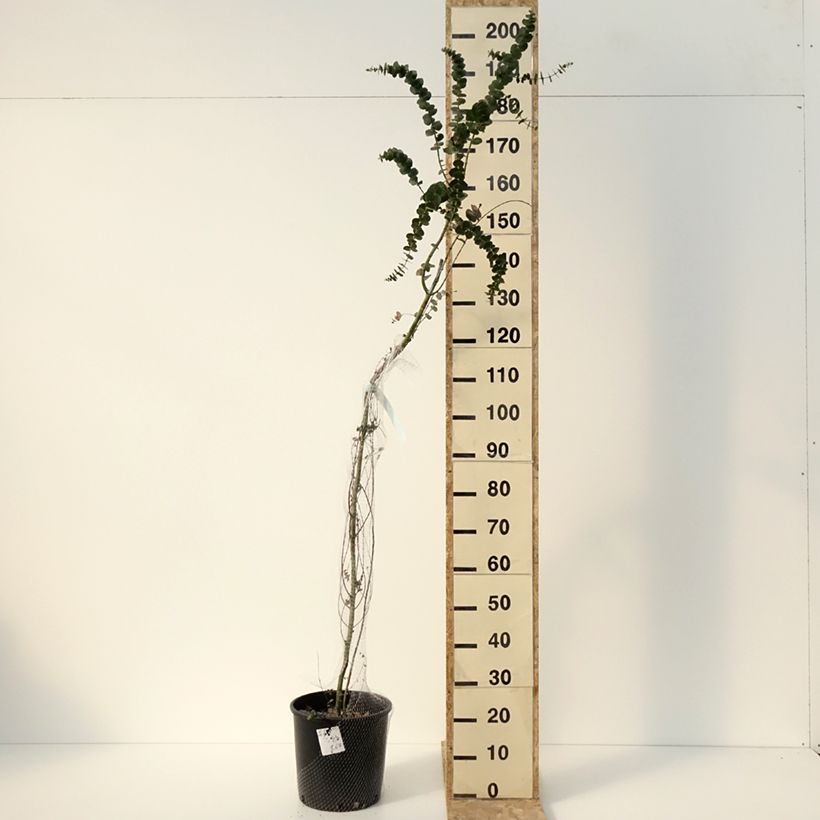 Exemplar von Eucalyptus pulverulenta Baby Blue Topf mit 7,5L/10LGelieferte Höhe ca. 170/200cm wie im Winter geliefert