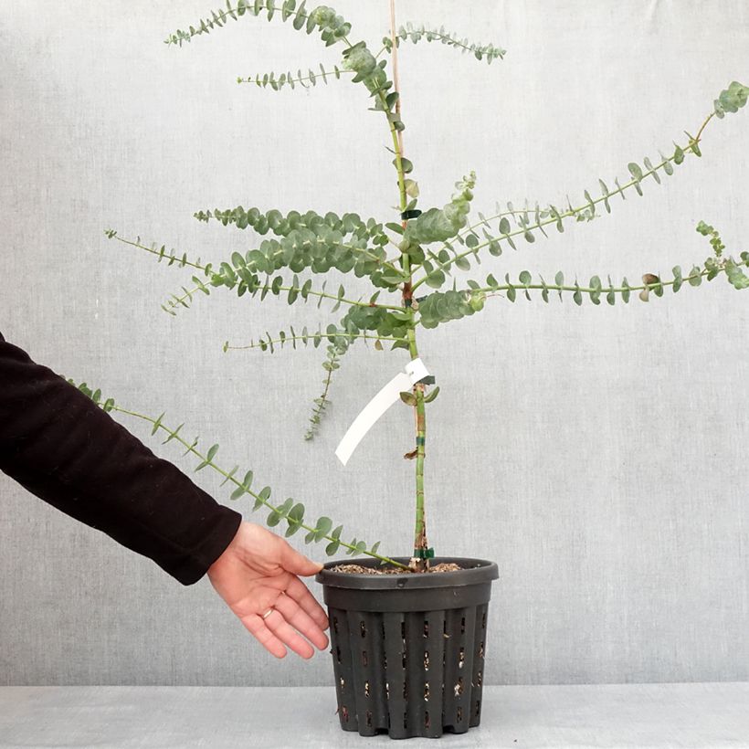 Exemplar von Eucalyptus pulverulenta Baby Blue Topf mit 4L/5LGelieferte Höhe ca. 60/80cm wie im Winter geliefert
