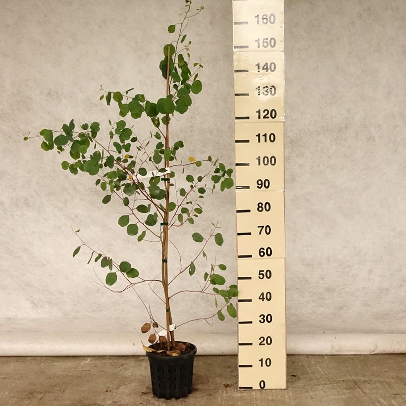 Exemplar von Eucalyptus camphora subsp camphora Topf mit 4L/5L wie im Sommer geliefert