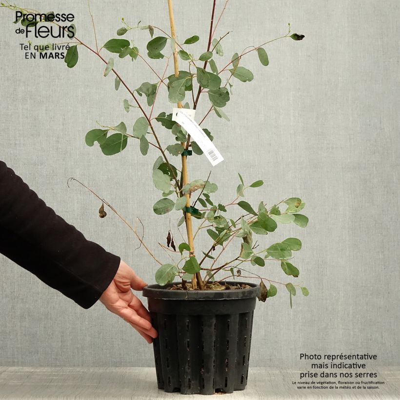 Exemplar von Eucalyptus camphora subsp camphora - Gommier des marais - Pot de 4L/5L wie im Frühjahr geliefert