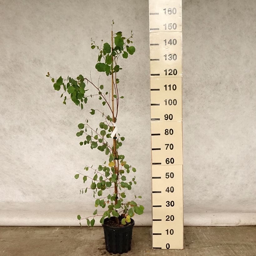 Exemplar von Eucalyptus camphora subsp humeana Topf mit 4L/5L wie im Sommer geliefert