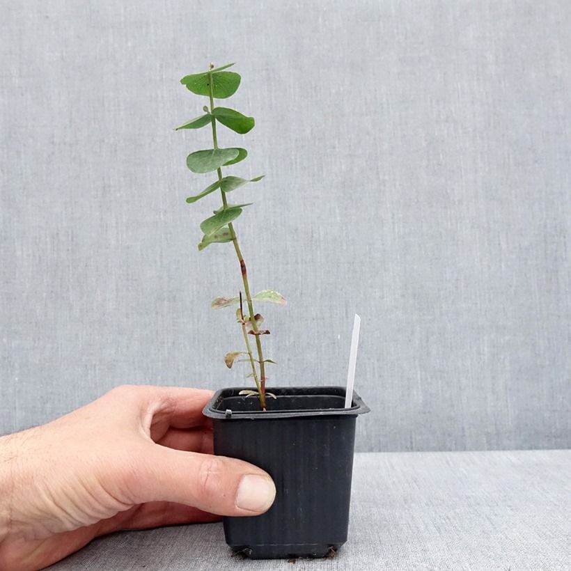 Exemplar von Eucalyptus cinerea Silver Dollar - Gommier cendré Godet de 9 cm wie im Frühjahr geliefert