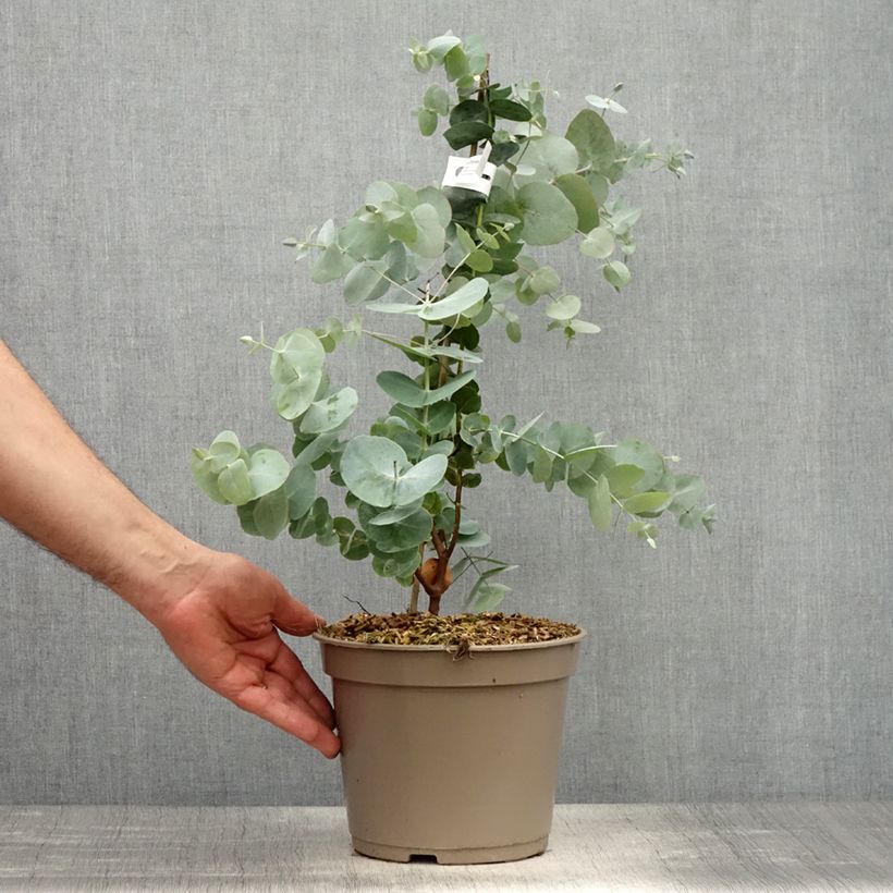 Exemplar von Eucalyptus cinerea Silver Dollar - Gommier cendré Pot de 2L/3L wie im Frühjahr geliefert
