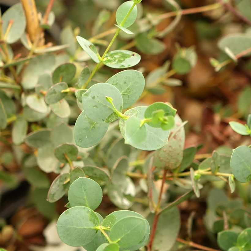 Eucalyptus coccifera Mt Field (Laub)