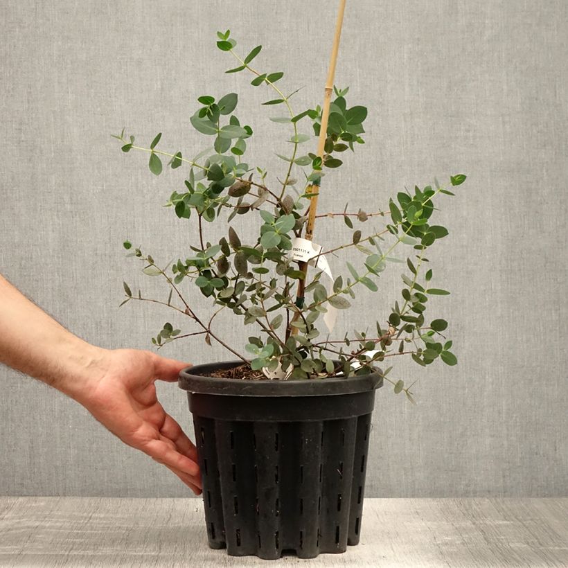 Exemplar von Eucalyptus coccifera Mt Field Topf mit 4L/5L wie im Sommer geliefert