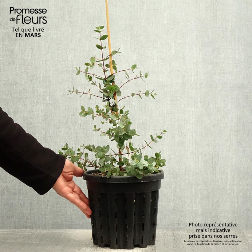 Exemplar von Eucalyptus coccifera Mt Field Topf mit 4L/5LGelieferte Höhe ca. 40/60cm wie im Frühjahr geliefert