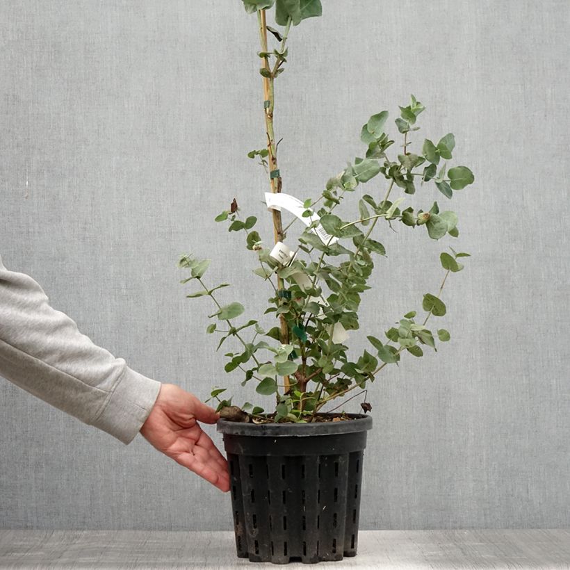 Exemplar von Eucalyptus cordata subsp quadrangulosa Topf mit 4L/5L wie im Sommer geliefert
