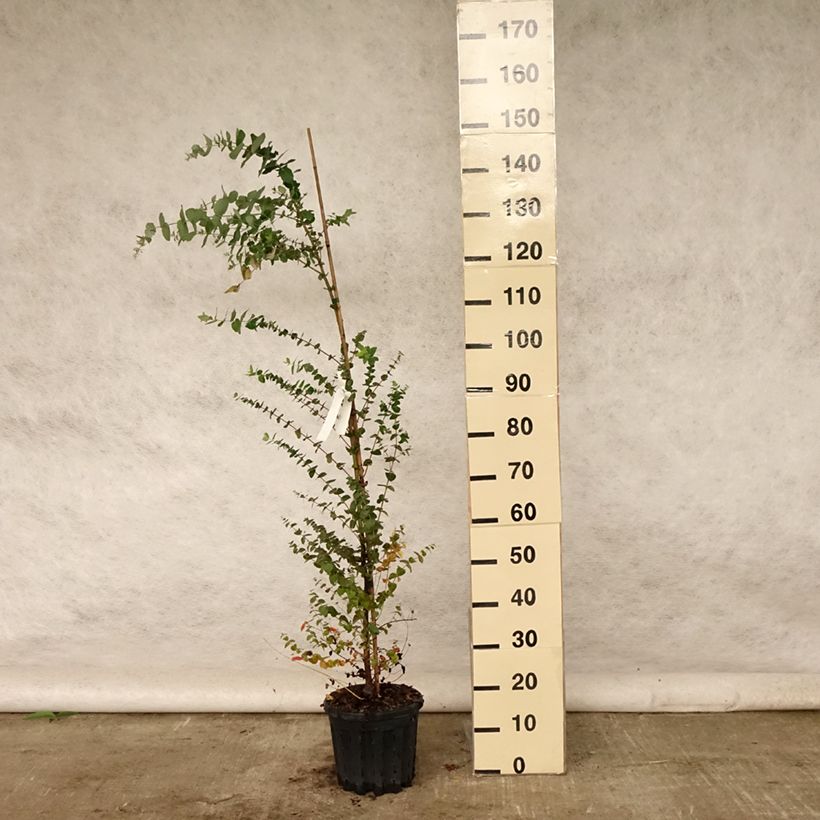 Exemplar von Eucalyptus crenulata Topf mit 4L/5L wie im Sommer geliefert