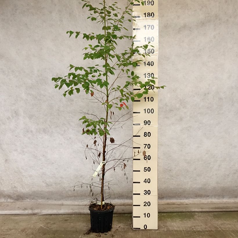 Exemplar von Eucalyptus deanei Topf mit 4L/5L wie im Herbst geliefert