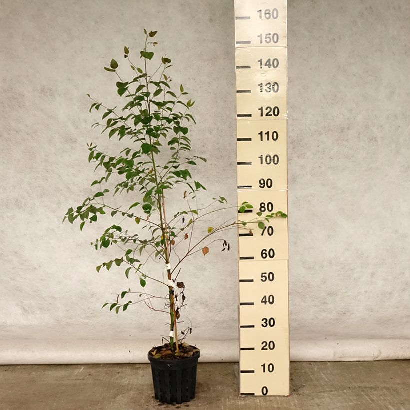 Exemplar von Eucalyptus deanei Topf mit 4L/5L wie im Sommer geliefert