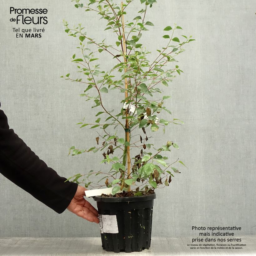 Exemplar von Eucalyptus deanei - Gommier de Deane, Gommier bleu montagne - Pot de 4L/5L wie im Frühjahr geliefert