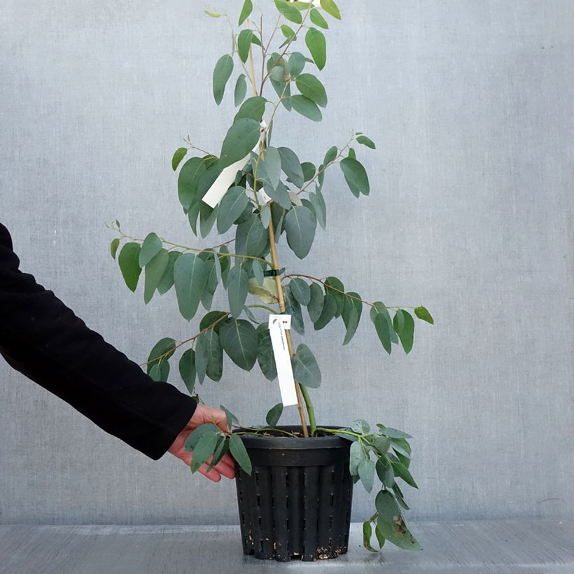 Exemplar von Eucalyptus delegatensis subsp. tasmaniensi Topf mit 4L/5L wie im Herbst geliefert